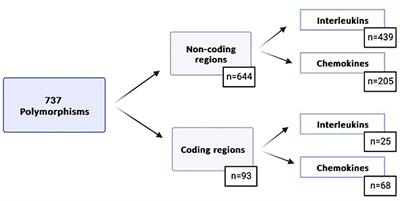 Identification of predictive models including polymorphisms in cytokines genes and clinical variables associated with post-transplant complications after identical HLA-allogeneic stem cell transplantation